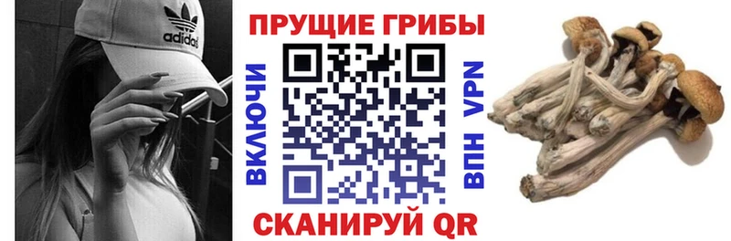 даркнет формула  Алапаевск  Псилоцибиновые грибы Psilocybe  купить закладку 